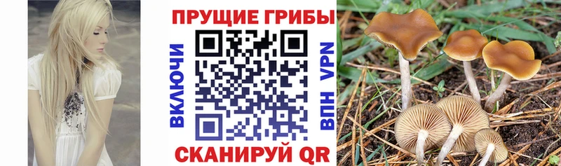 Купить где Донецк Псилоцибиновые грибы MAGIC MUSHROOMS